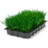 Wheatgrass tray Icon